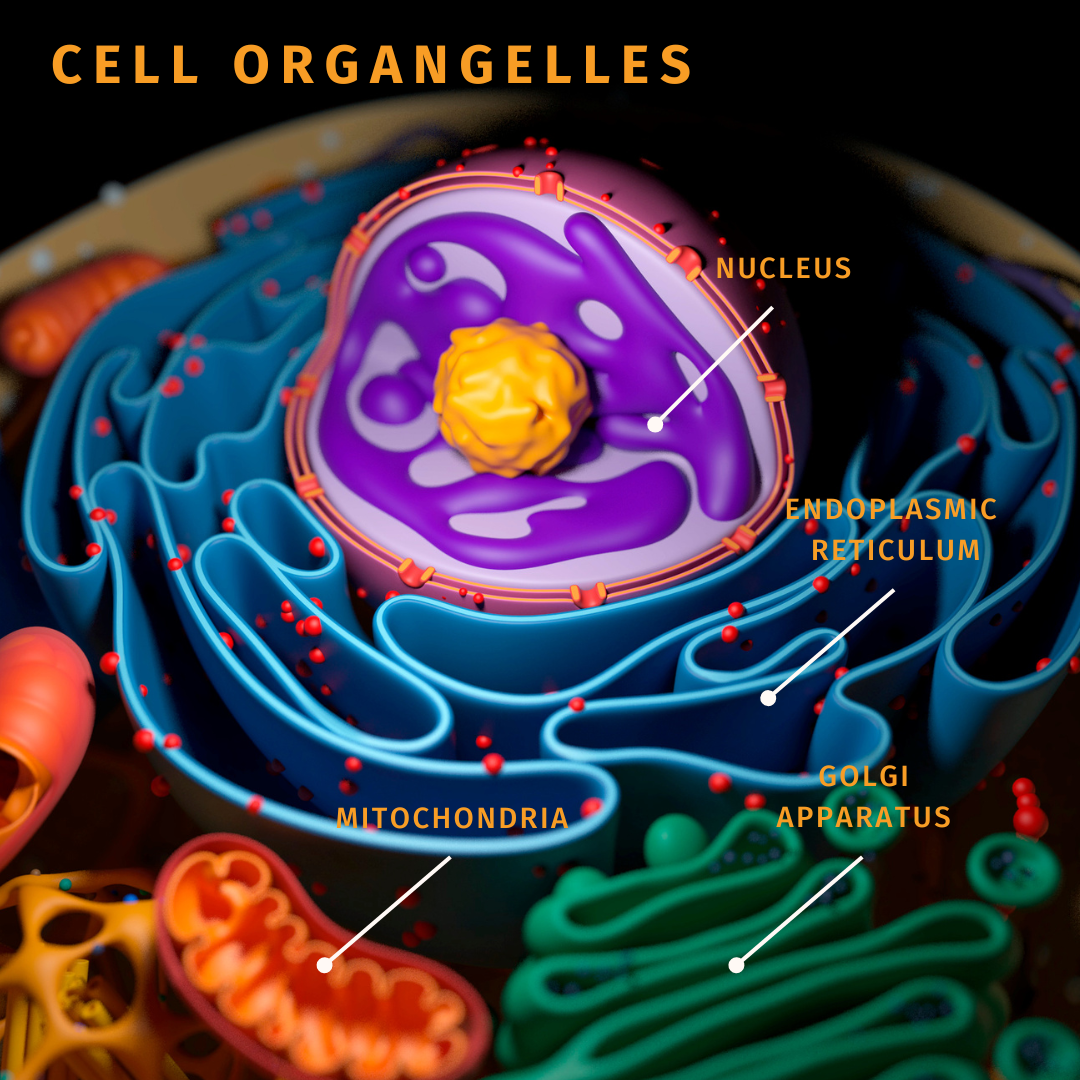The Powerhouse Within: How to Boost your Mitochondria - A Health Guide